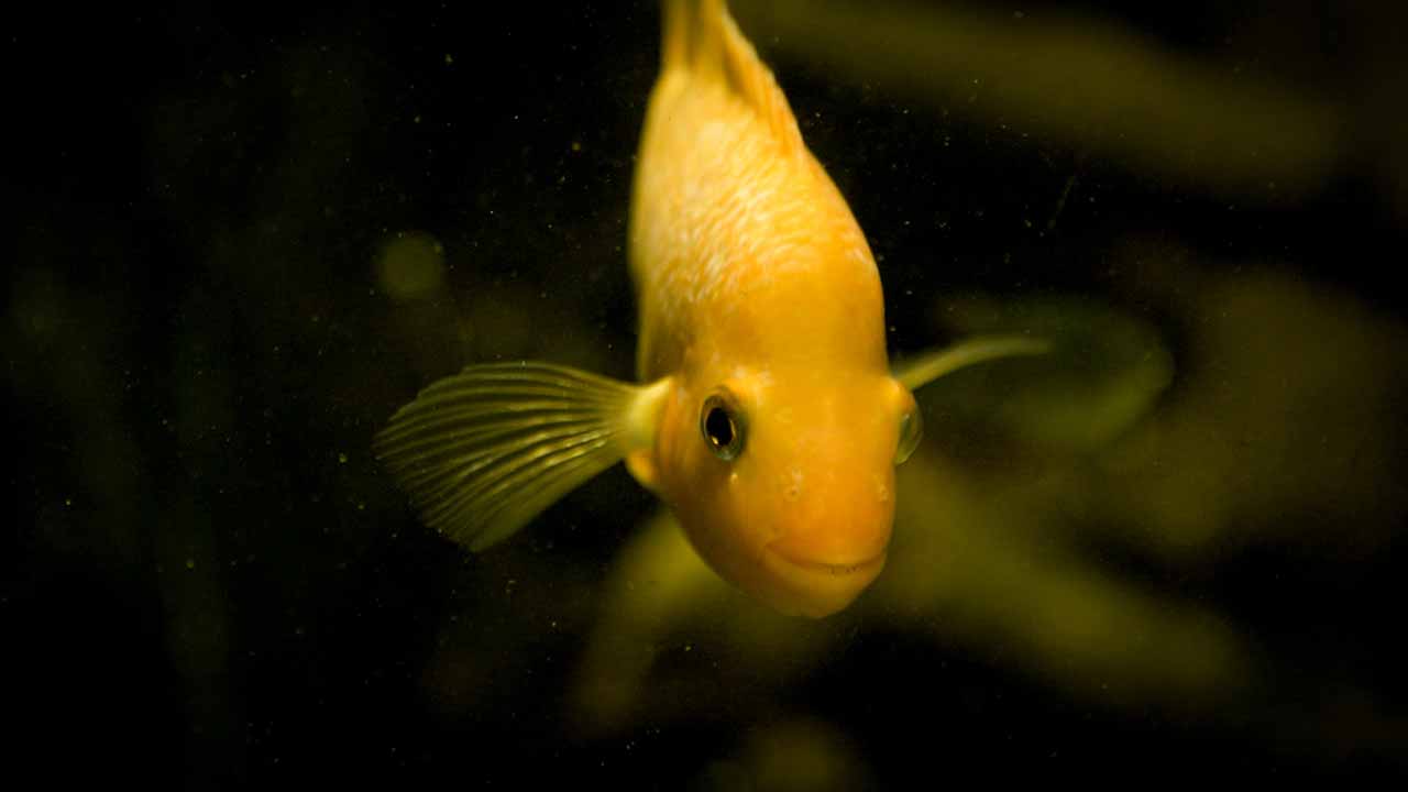 Fish